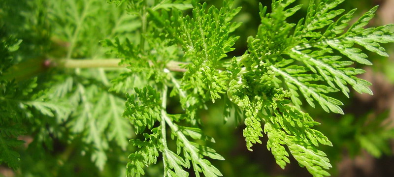 Artemisia Argyi Oil Introduction