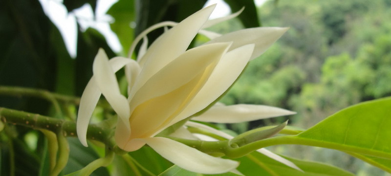 Magnolia Flower Oil